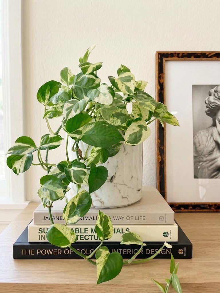 A trailing pothos plant on a stack of design books beside a framed black and white photograph